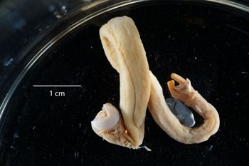 Media type: image;   Malacology 228098 Description: Digital documentation photo of preserved specimen.;